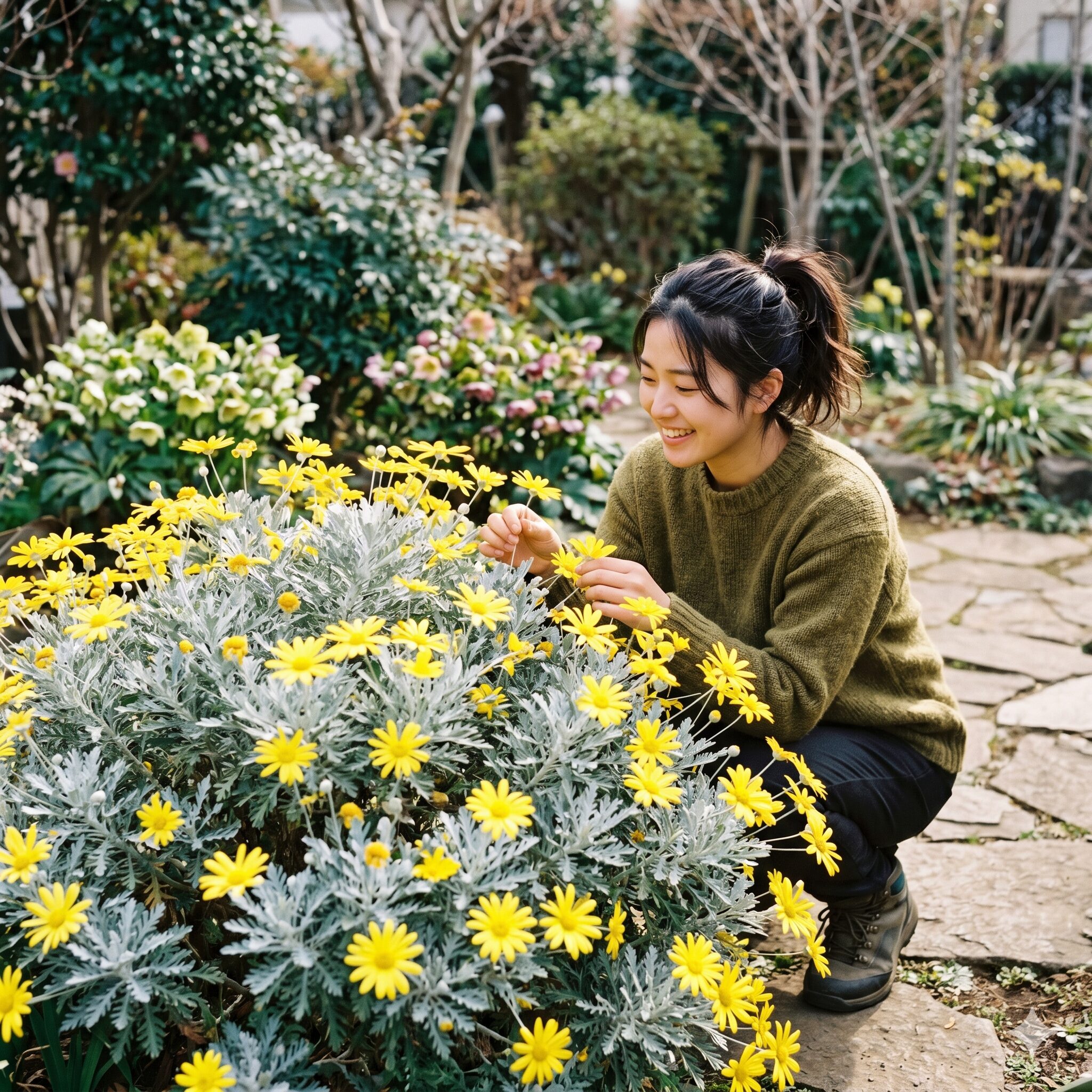 マーガレットに似た花 多年草7　鮮やかな黄色い花とシルバーリーフが特徴のユリオプスデージー
