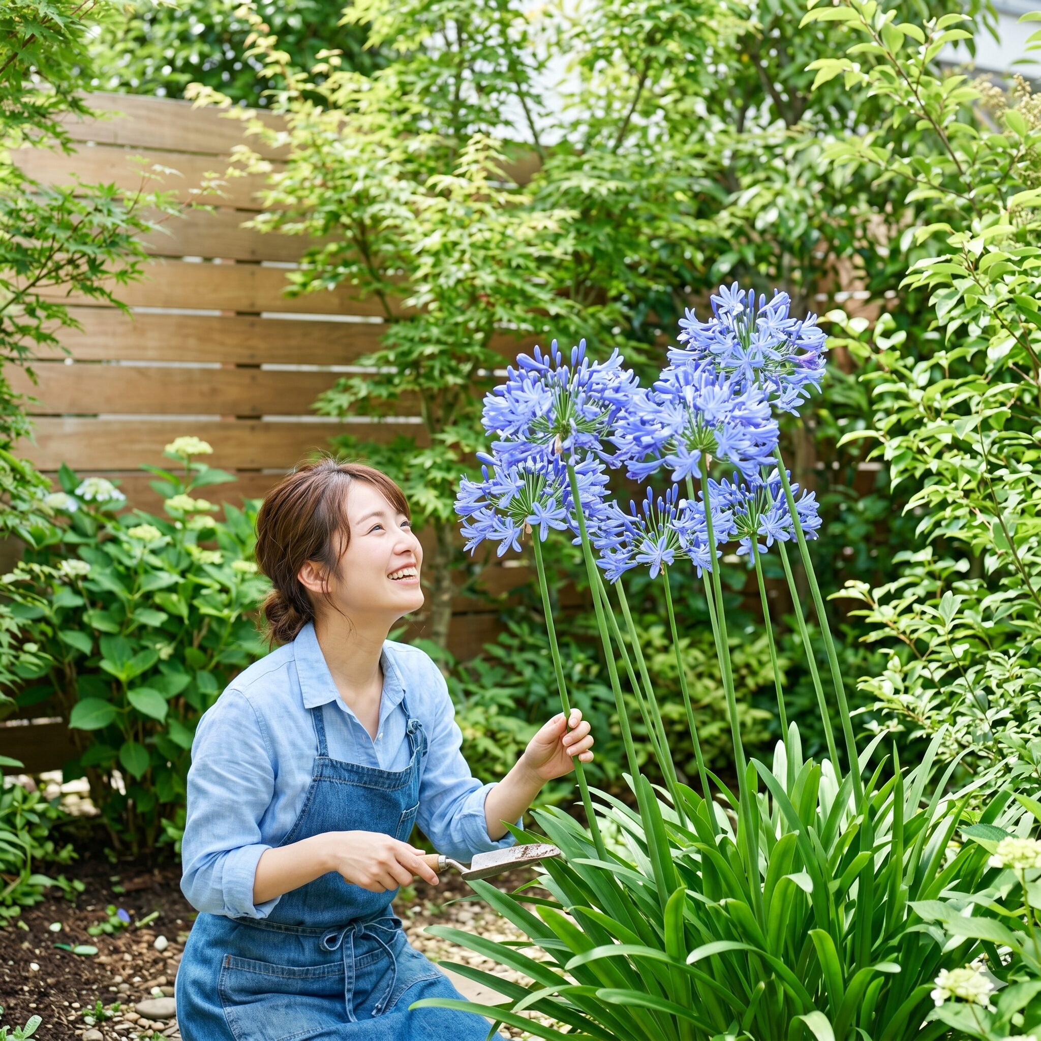 アガパンサス プラエコクス1　初夏の日本の庭で爽やかに咲き誇るブルーのアガパンサス・プラエコクスの花