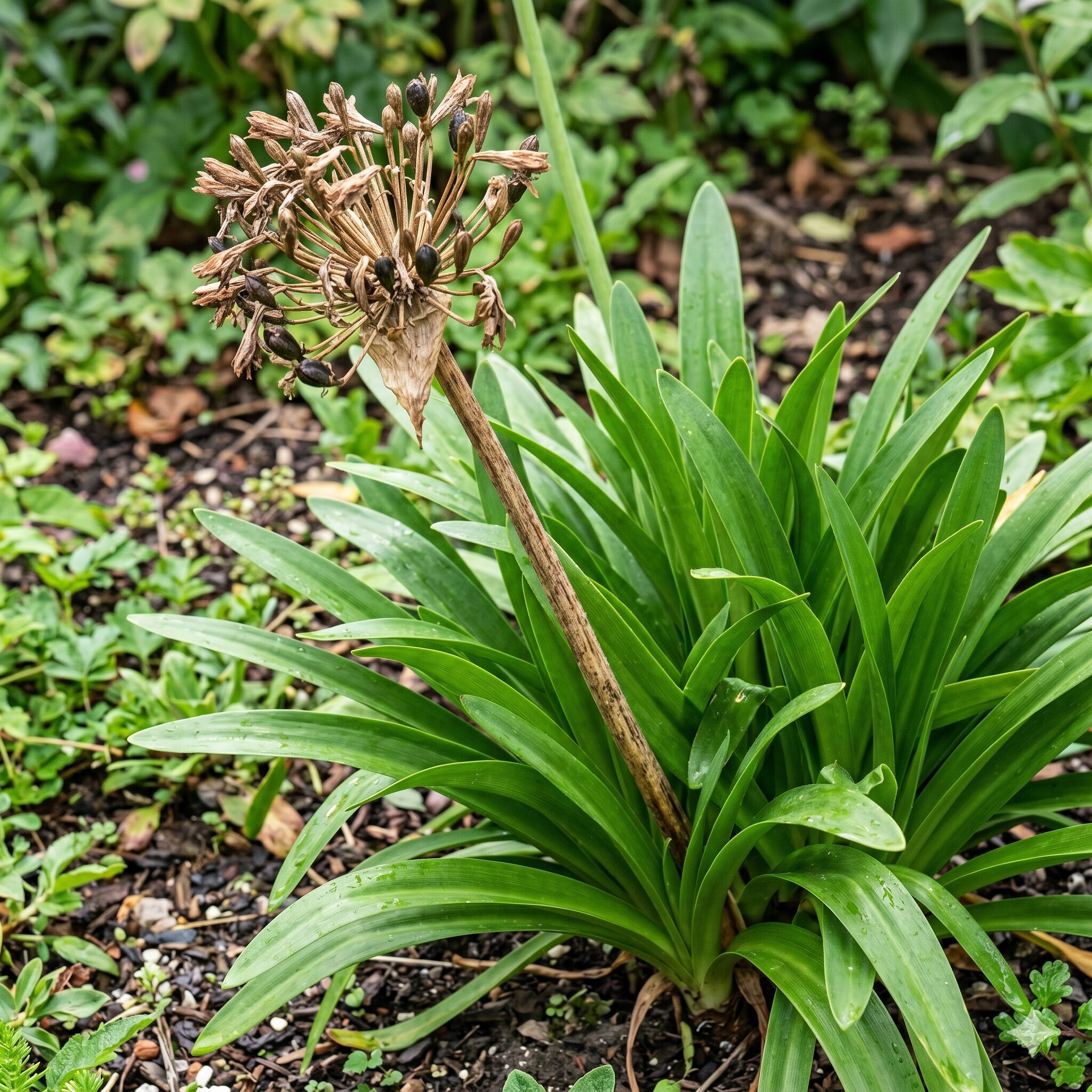 アガパンサス 花が終わったら2　花が終わりカットを待つアガパンサスの花茎と株元のクローズアップ写真