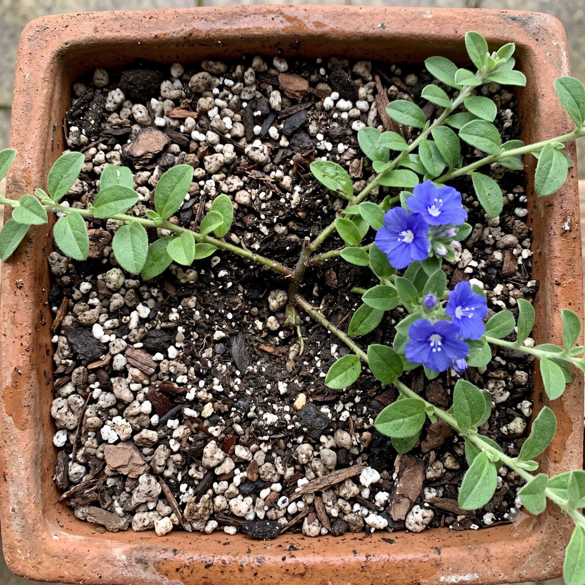 エボルブルス ブルーラグーン 冬　春の植え替えで株の中心から脇芽をたくさん出させるために深植えされたエボルブルスブルーラグーン