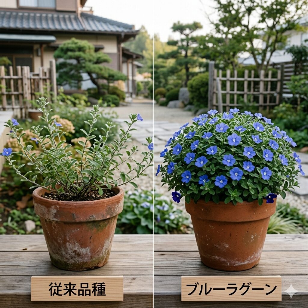 エボルブルス ブルーラグーン 花言葉　従来品種とエボルブルスブルーラグーンの株姿と花数の比較図