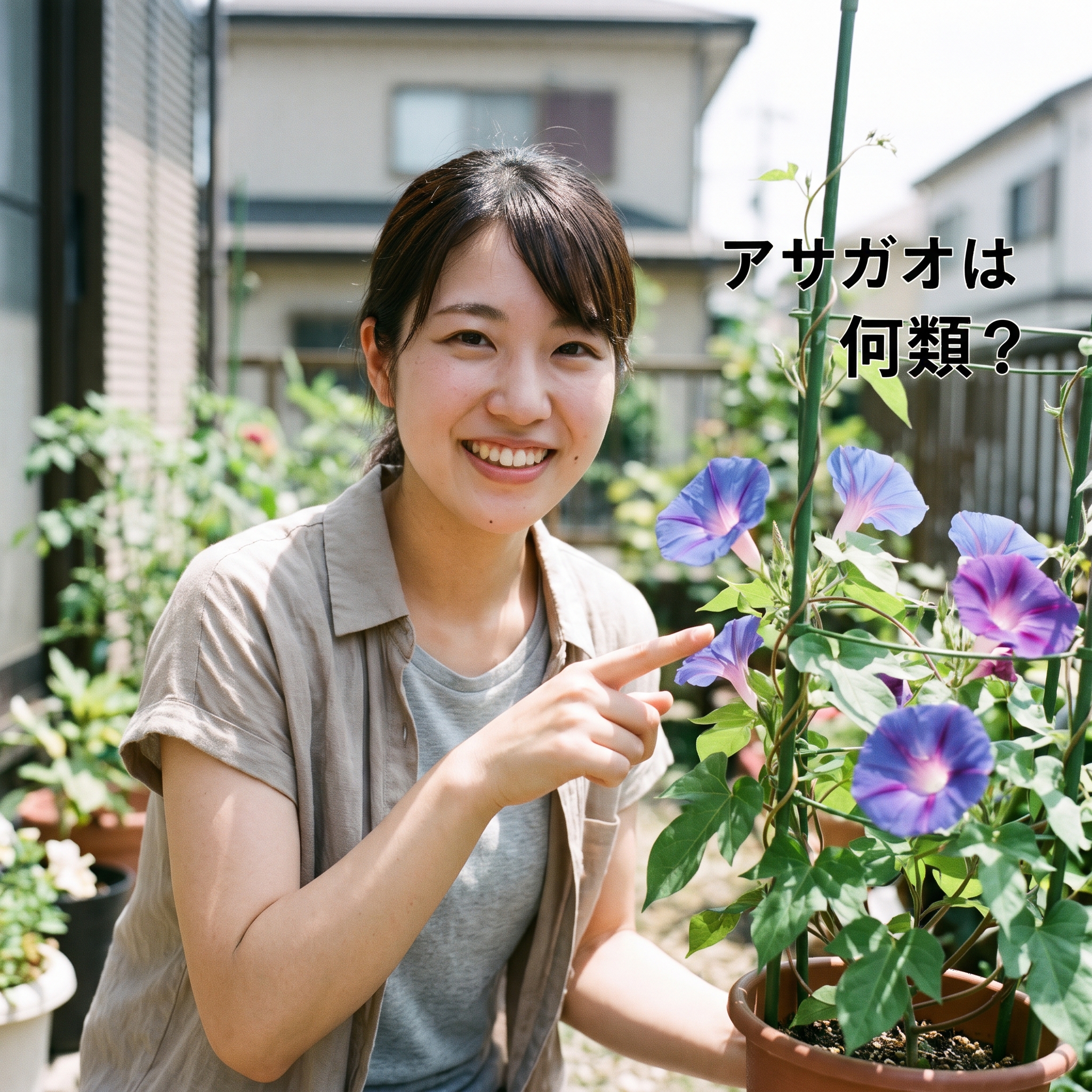 アサガオ 何類